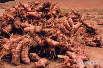 Turmeric