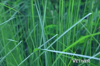 Vetiver